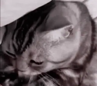 🙂 119c199f 猫, 動物, ペット, 家畜 telegram sticker