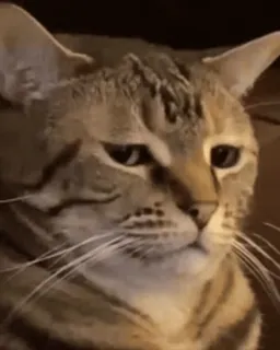 🙂 35d2cf2f 猫, 動物, ペット, ネコ科, 可愛い, 飼い猫, ミーム telegram sticker