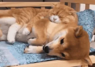 🌚 4b936e0f 猫, 犬, 睡眠, 動物, 可愛い, 友情 telegram sticker