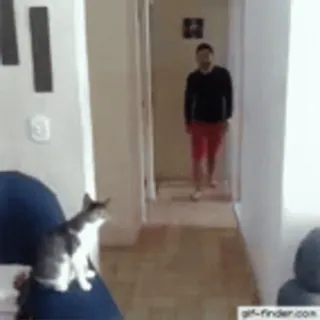 😼 5ed9c076 猫, 室内, 家具, 部屋 telegram sticker