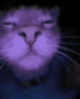 🕺 96dbaa4a 猫, 動物, 紫, ペット telegram sticker