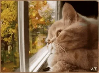 🙃 d1ffa879 猫, 窓, 秋, 秋, 自然, ペット telegram sticker