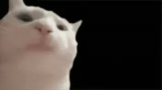 😌 ede07116 猫, 白猫, 動物, ペット, ミーム, かわいい, 面白い telegram sticker