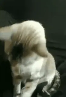 😼 fa8acf69 猫, 動物, ペット, 可愛い, ネコ科 telegram sticker