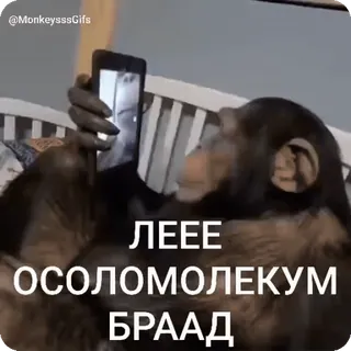 👋 51dee687 ЛЕЕЕ
ОСОЛОМОЛЕКУМ
БРААД Affe, Handy, Affe, Selfie, lustig telegram sticker