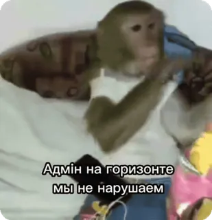 🙂 83cb1d5e Адмін на горизонте ми не нарушаем Affe, Admin, Horizont, Regeln brechen telegram sticker