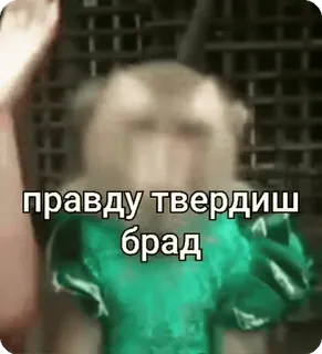 ✅ 970e141a правду твердиш брад Affe, Tier, Text, Russisch telegram sticker