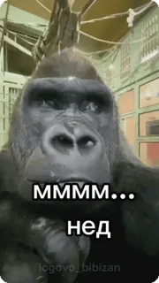🌟 a838ebed MMMM... 
нед Tier, Gorilla, Meme telegram sticker