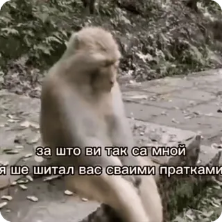 🌟 b2111a45 за што ви так са мной
я ше щитал вас сваими праткамы Affe, traurig, Tier, Natur telegram sticker