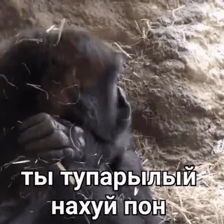 🚨НЕ ЖМИ 👉 @bibizyana_bratok whatsapp stickers