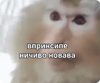 😐 bdc95d2a впринсипе 
ничиво новава Affe, Tier, Meme, Russisch, Text telegram sticker