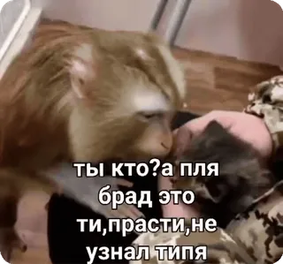 🤗 d586bad7 ты кто?a пля брад это ти,прасти,не узнал типа Affe, Tier, Freund, Russisch, lustig, Tier, süß telegram sticker