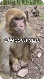 🌟 dbfdd7ee оборзел уше Affe, Tiere telegram sticker