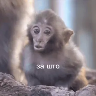 🌟 f470e915 за што Affe, traurig, Tier, süß, Baby telegram sticker