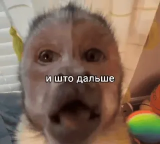 🦧 f723c845 и что дальше Affe, lustig, Meme telegram sticker