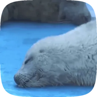 🦭 0185f31e アザラシ, 動物, かわいい, 水泳, 水, 水生 telegram sticker