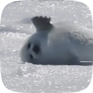 🦭 03128101 アザラシ, 動物, 雪, 可愛い, 野生動物, 氷 telegram sticker