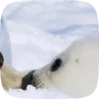 🦭 076a9940 アザラシ, 動物, 雪, かわいい, 氷, 野生動物 telegram sticker