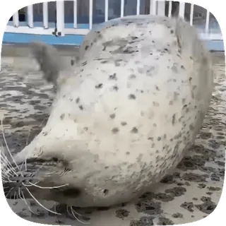 🦭 0a43d006 アザラシ, 動物, かわいい, 哺乳類, アシカ, 海洋動物 telegram sticker