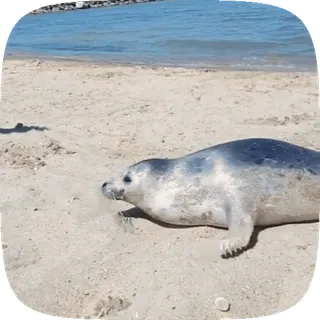 🦭 1eda8a24 アザラシ, ビーチ, 動物, 海, 哺乳類, 砂, 野生動物 telegram sticker