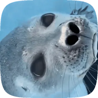 🦭 44d19e38 アザラシ, 動物, 哺乳類, かわいい, 海, 海, 水, 野生動物 telegram sticker