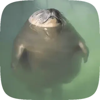 🦭 57bb7db0 アザラシ, 動物, かわいい, 水泳, 哺乳類, 水, 野生動物 telegram sticker