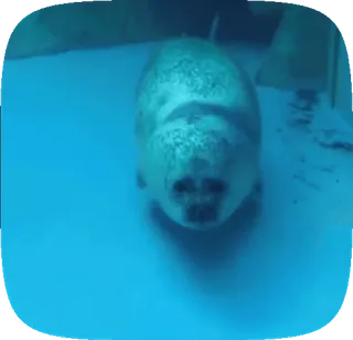 🦭 625c1c52 アザラシ, 水, 動物, 水生, 水中, 可愛い, 哺乳類 telegram sticker