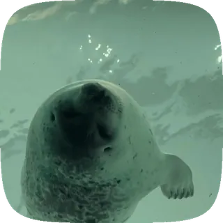 🦭 6901c663 アザラシ, 動物, 海, 水, かわいい telegram sticker