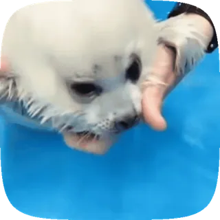 🦭 6b3f4b5b アザラシ, 動物, 可愛い, 水, 海獣 telegram sticker