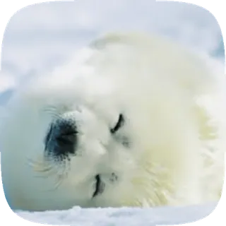 🦭 7c7b2aff アザラシ, 赤ちゃんアザラシ, 動物, かわいい, 野生動物, 冬, 北極 telegram sticker