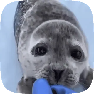 🦭 a6c85fda アザラシ, 動物, かわいい, 野生動物, 海洋哺乳類, 海, アザラシの赤ちゃん telegram sticker