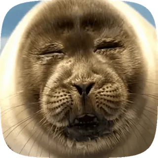 🦭 ab6d2ac3 アザラシ, 動物, かわいい, 赤ちゃんアザラシ, 野生動物, 哺乳類 telegram sticker