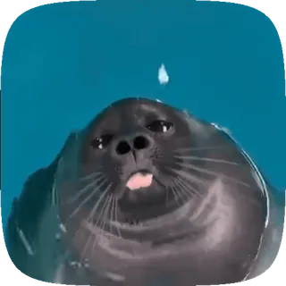 🦭 b6256adb アザラシ, 動物, 可愛い, 水, 面白い, 舌, 哺乳類 telegram sticker