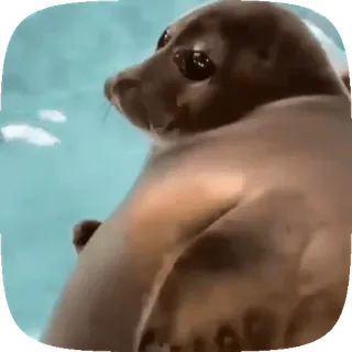 🦭 baa0eaaa アザラシ, 動物, かわいい, 哺乳類, 水 telegram sticker