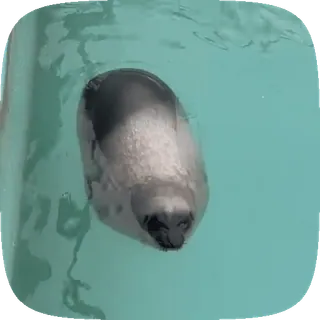 🦭 c7283e57 アザラシ, 動物, 水, 海, 哺乳類 telegram sticker