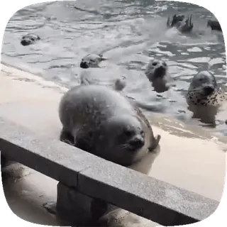 🦭 d8d0be9e アザラシ, 水, 水泳, 動物, かわいい, 自然, 野生動物 telegram sticker