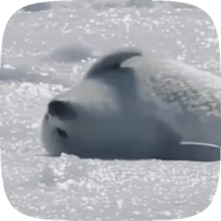 . ⟡ 🦭 ꒱ ,, ☆〃 @Qoukio :: @fStikBot telegram stickers