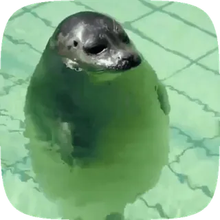 🦭 f365c500 アザラシ, 動物, 水, かわいい, 水泳, 哺乳類 telegram sticker