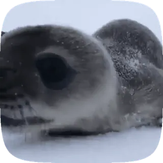 🦭 fd13233a アザラシ, 動物, 野生動物, かわいい, 赤ちゃんアザラシ, 雪, 氷 telegram sticker