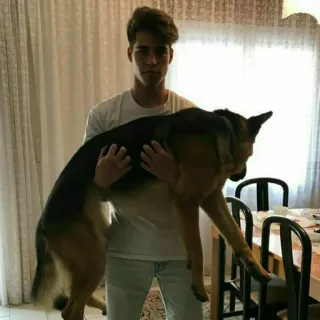 ⚡ 95f69331 chien, berger allemand, homme, animal de compagnie, animal, tenant telegram sticker