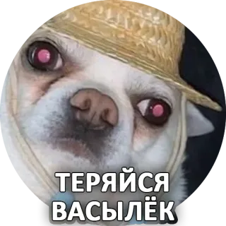 ✋ 0cc11a37 ТЕРЯЙСЯ ВАСЫЛЁК 犬, ミーム, 動物, テキスト, ステッカー, 帽子, 面白い telegram sticker