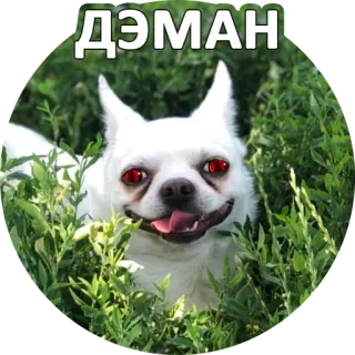 👹 1b2f0921 ДЭМАН 犬, 悪魔, 不気味, 邪悪, チワワ, 動物, 怖い telegram sticker