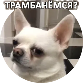 😏 28e5bf6b ТРАМБАНЁМСЯ? 犬, ミーム, ロシア語, テキスト telegram sticker