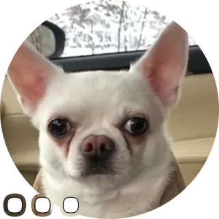 🌑 3b252f21 犬, チワワ, ペット, 動物, 可愛い telegram sticker