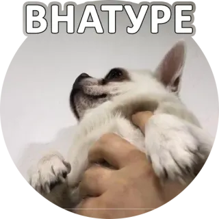 ☝ 3f872a8c ВНАТУРЕ 犬, ミーム, ロシア語, テキスト, 動物 telegram sticker