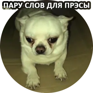 📖 824a4789 ПАРУ СЛОВ ДЛЯ ПРЭССЫ 犬, チワワ, ミーム, 動物, 面白い telegram sticker