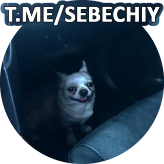 ☑️ 8c51e23c T.ME/SEBECHIY 犬, 動物, ペット, チワワ, Telegram, sebechiy telegram sticker