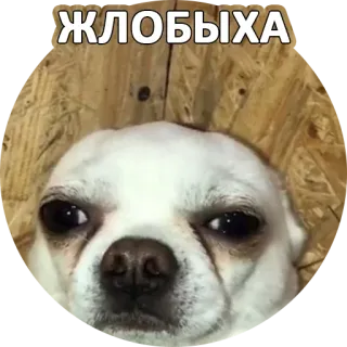 😒 94a9b3d4 ЖЛОБЫХА 犬, チワワ, 面白い, 動物, ペット telegram sticker