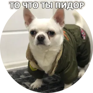 😈 9be809ee ТО ЧТО ТЫ ПИДОР 犬, チワワ, 動物, ロシア語のテキスト, 攻撃的, 中傷 telegram sticker