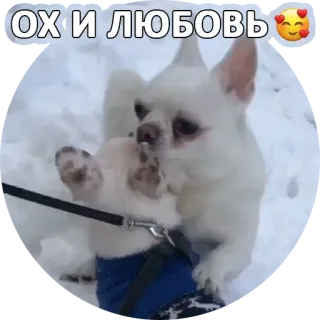🥰 9cb2a123 ОХ И ЛЮБОВЬ 犬, 雪, チワワ, 愛, 愛情, かわいい, 冬 telegram sticker